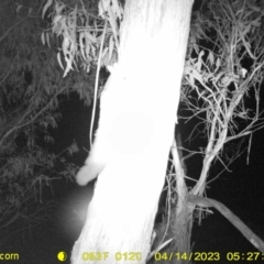 Petaurus norfolcensis (Squirrel Glider) at WREN Reserves - 13 Apr 2023 by DMeco