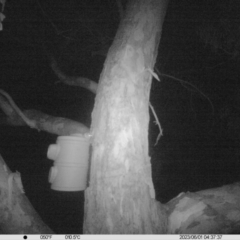 Petaurus sp. (A glider) at Wodonga Regional Park - 31 May 2023 by DMeco