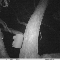 Pseudocheirus peregrinus (Common Ringtail Possum) at Wodonga - 13 Jul 2023 by DMeco