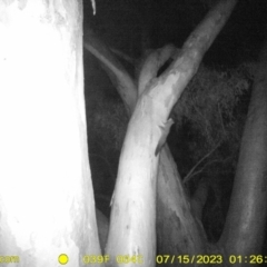 Petaurus norfolcensis (Squirrel Glider) at Wodonga Regional Park - 14 Jul 2023 by DMeco