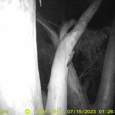 Petaurus norfolcensis (Squirrel Glider) at Bandiana, VIC - 14 Jul 2023 by DMeco