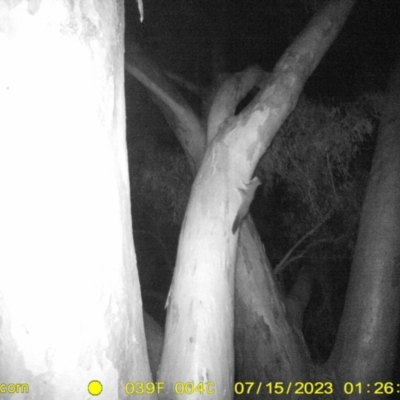 Petaurus norfolcensis (Squirrel Glider) at Wodonga Regional Park - 14 Jul 2023 by DMeco