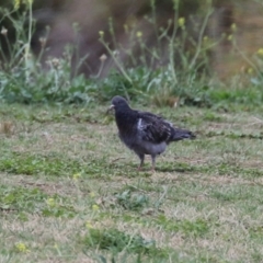 Columba livia (Rock Dove (Feral Pigeon)) at Fyshwick, ACT - 27 Nov 2023 by RodDeb