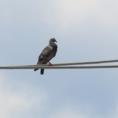 Columba livia at Fyshwick, ACT - 27 Nov 2023 11:38 AM
