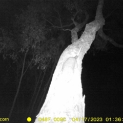 Pseudocheirus peregrinus (Common Ringtail Possum) at Huon Creek, VIC - 16 Apr 2023 by DMeco