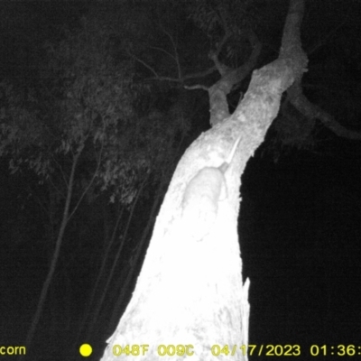 Pseudocheirus peregrinus (Common Ringtail Possum) at Wodonga - 16 Apr 2023 by DMeco