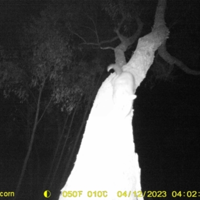 Trichosurus vulpecula (Common Brushtail Possum) at Wodonga - 11 Apr 2023 by DMeco