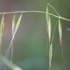 Avena barbata (Bearded Oat) at Jerrabomberra Wetlands - 27 Nov 2023 by RodDeb