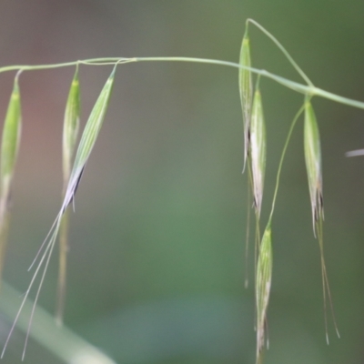 Avena barbata (Bearded Oat) at Jerrabomberra Wetlands - 27 Nov 2023 by RodDeb