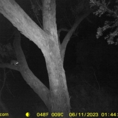 Trichosurus vulpecula (Common Brushtail Possum) at Baranduda, VIC - 10 Jun 2023 by DMeco