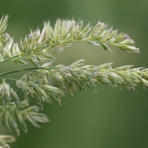 Dactylis glomerata at Jerrabomberra Wetlands - 27 Nov 2023