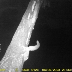 Petaurus norfolcensis (Squirrel Glider) at Baranduda, VIC - 5 Jun 2023 by DMeco