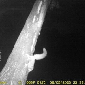 Petaurus norfolcensis at Wodonga - 5 Jun 2023 11:33 PM