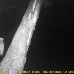 Podargus strigoides (Tawny Frogmouth) at Wodonga - 5 Jun 2023 by DMeco