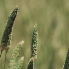 Phalaris aquatica (Phalaris, Australian Canary Grass) at Jerrabomberra Wetlands - 27 Nov 2023 by RodDeb