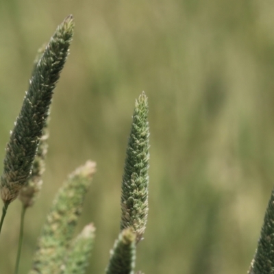 Phalaris aquatica (Phalaris, Australian Canary Grass) at Fyshwick, ACT - 27 Nov 2023 by RodDeb