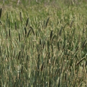 Phalaris aquatica at Jerrabomberra Wetlands - 27 Nov 2023 11:44 AM