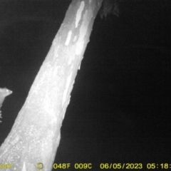 Trichosurus vulpecula (Common Brushtail Possum) at Wodonga - 5 Jun 2023 by DMeco