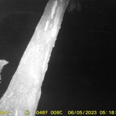 Trichosurus vulpecula (Common Brushtail Possum) at Baranduda, VIC - 4 Jun 2023 by DMeco