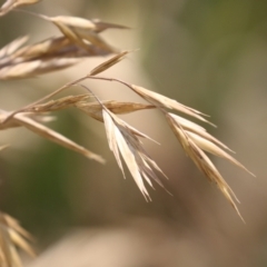 Bromus catharticus (Prairie Grass) at Fyshwick, ACT - 27 Nov 2023 by RodDeb