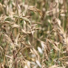 Bromus catharticus at Jerrabomberra Wetlands - 27 Nov 2023 11:44 AM