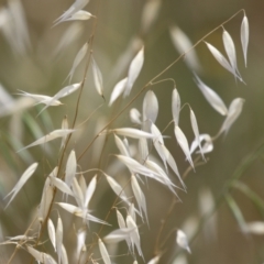 Avena (genus) (Wild Oats) at Jerrabomberra Wetlands - 27 Nov 2023 by RodDeb