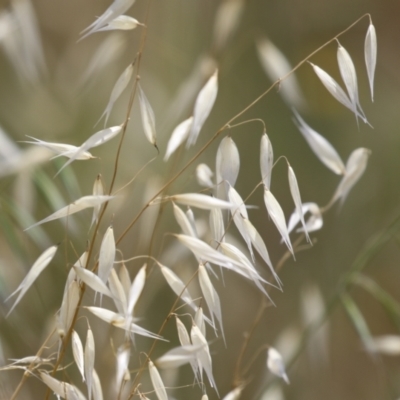 Avena (genus) (Wild Oats) at Jerrabomberra Wetlands - 27 Nov 2023 by RodDeb