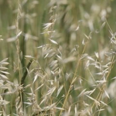 Avena sp. at Jerrabomberra Wetlands - 27 Nov 2023