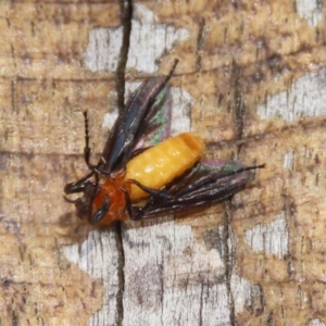 Bibio imitator at Jerrabomberra Wetlands - 27 Nov 2023