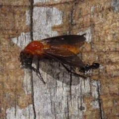 Bibio imitator at Jerrabomberra Wetlands - 27 Nov 2023