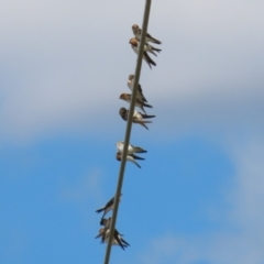 Petrochelidon ariel (Fairy Martin) at Fyshwick, ACT - 27 Nov 2023 by RodDeb