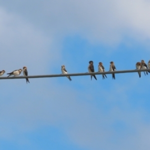 Petrochelidon ariel at Fyshwick, ACT - 27 Nov 2023