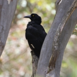 Strepera graculina at Jerrabomberra Wetlands - 27 Nov 2023