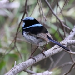 Malurus cyaneus at Jerrabomberra Wetlands - 27 Nov 2023 12:56 PM