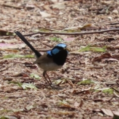 Malurus cyaneus at Jerrabomberra Wetlands - 27 Nov 2023 12:56 PM