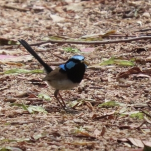 Malurus cyaneus at Jerrabomberra Wetlands - 27 Nov 2023