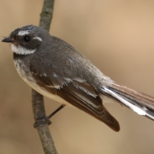 Rhipidura albiscapa at Jerrabomberra Wetlands - 27 Nov 2023