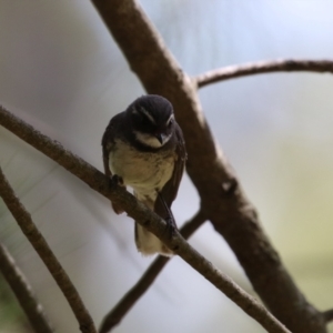 Rhipidura albiscapa at Jerrabomberra Wetlands - 27 Nov 2023