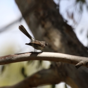 Rhipidura albiscapa at Jerrabomberra Wetlands - 27 Nov 2023