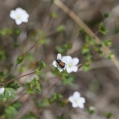 Phyllotocus navicularis (Nectar scarab) at Lyons, ACT - 27 Nov 2023 by ran452