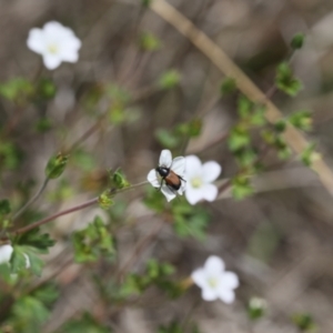 Phyllotocus navicularis at Lyons, ACT - 27 Nov 2023