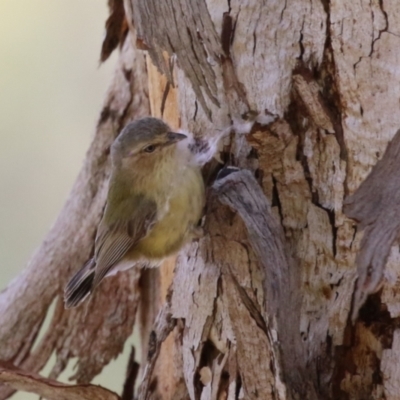 Smicrornis brevirostris (Weebill) at Fyshwick, ACT - 27 Nov 2023 by RodDeb