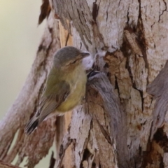 Smicrornis brevirostris at Jerrabomberra Wetlands - 27 Nov 2023