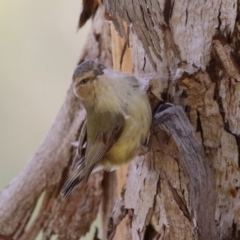 Smicrornis brevirostris at Jerrabomberra Wetlands - 27 Nov 2023