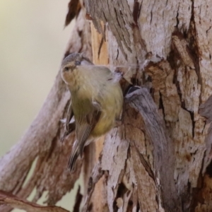 Smicrornis brevirostris at Jerrabomberra Wetlands - 27 Nov 2023