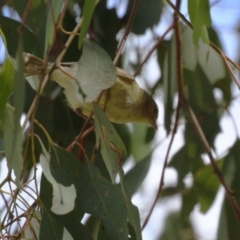 Smicrornis brevirostris at Jerrabomberra Wetlands - 27 Nov 2023