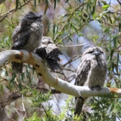 Podargus strigoides (Tawny Frogmouth) at Fyshwick, ACT - 27 Nov 2023 by RodDeb