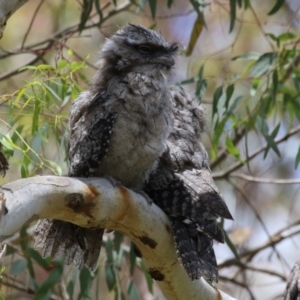 Podargus strigoides at Fyshwick, ACT - 27 Nov 2023 12:59 PM