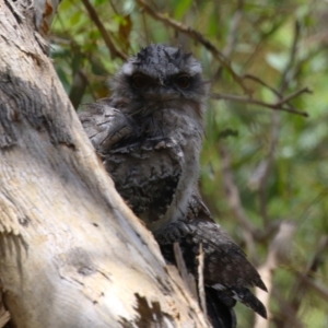 Podargus strigoides at Fyshwick, ACT - 27 Nov 2023