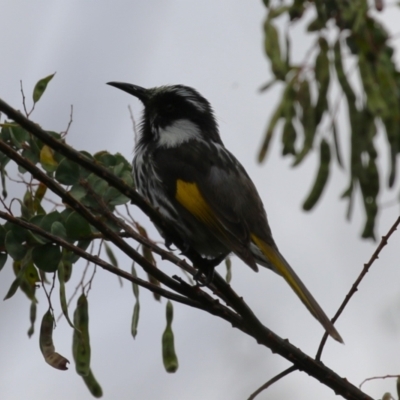 Phylidonyris niger X novaehollandiae (Hybrid) (White-cheeked X New Holland Honeyeater (Hybrid)) at Fyshwick, ACT - 27 Nov 2023 by RodDeb